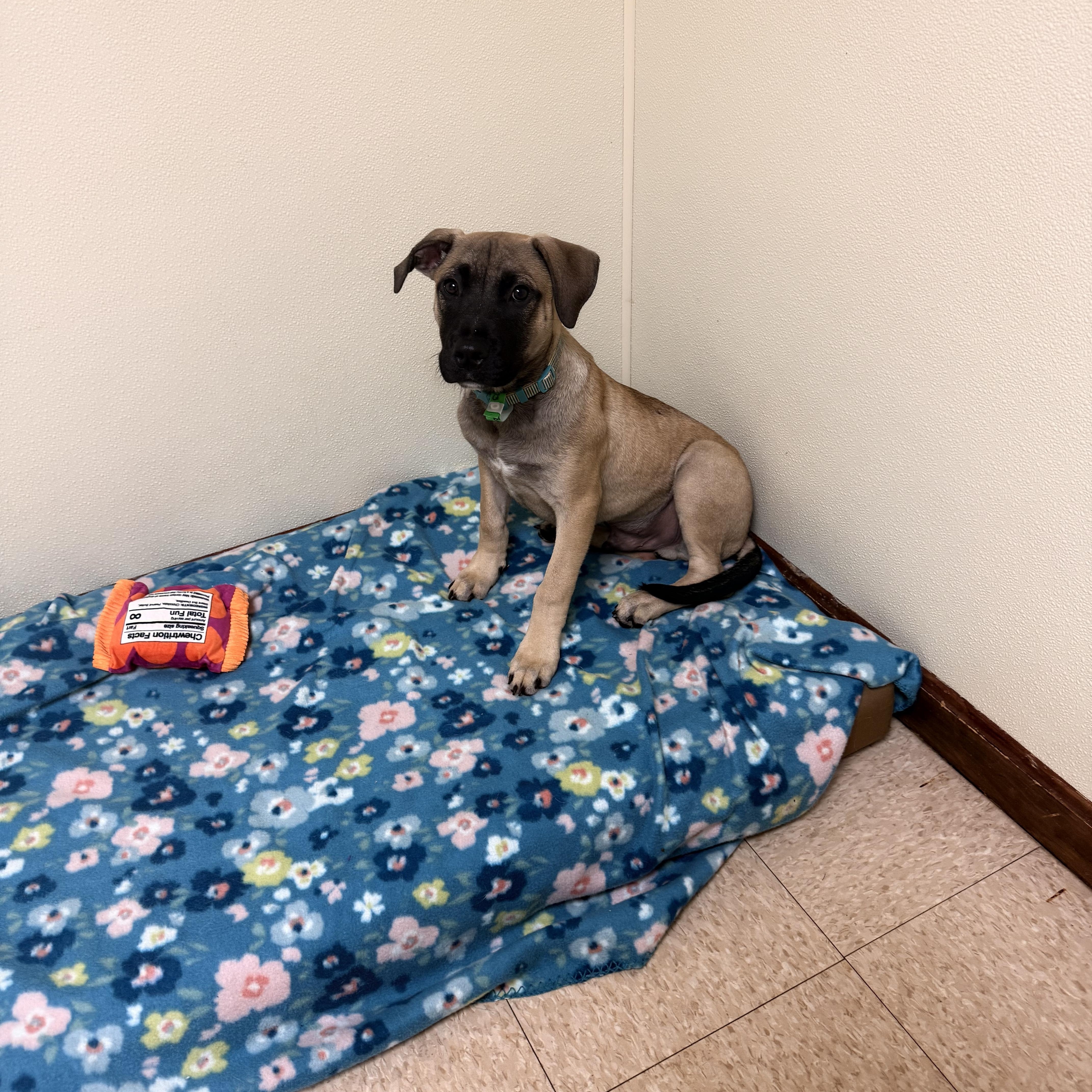 Enlarge Brutus, a Adoptable mixed breed in Douglas, MA image 3/6