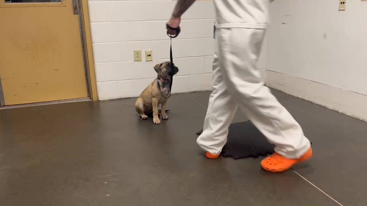 Enlarge Brutus, a Adoptable mixed breed in Douglas, MA video 4/6