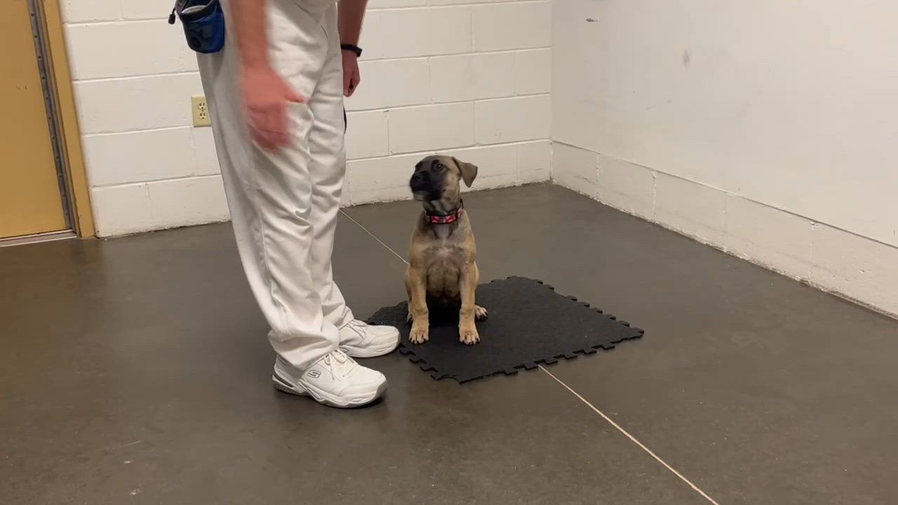 Enlarge Brutus, a Adoptable mixed breed in Douglas, MA video 6/6