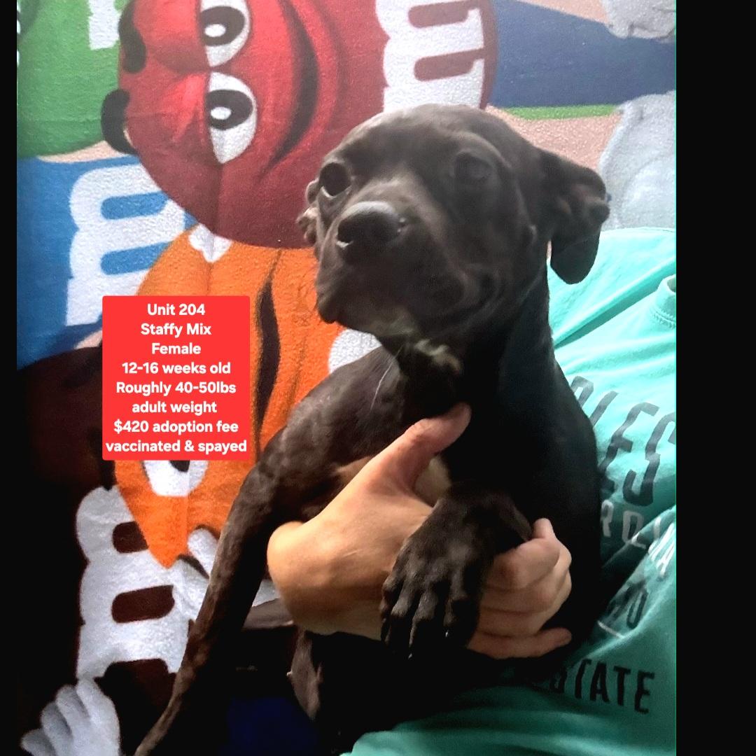 Unit 204, ADOPTABLE, Puppy Female Staffordshire Bull Terrier.