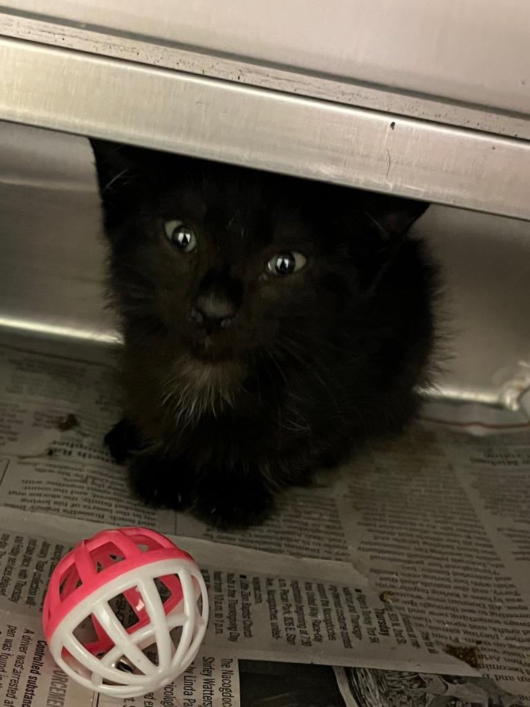 Aaron, Adoptable, Kitten Male Domestic Short Hair.