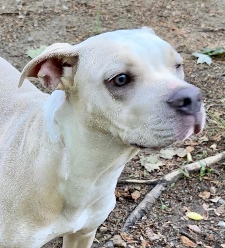 Sunshine, a ADOPTABLE mixed breed in Heathsville, VA image 4/6