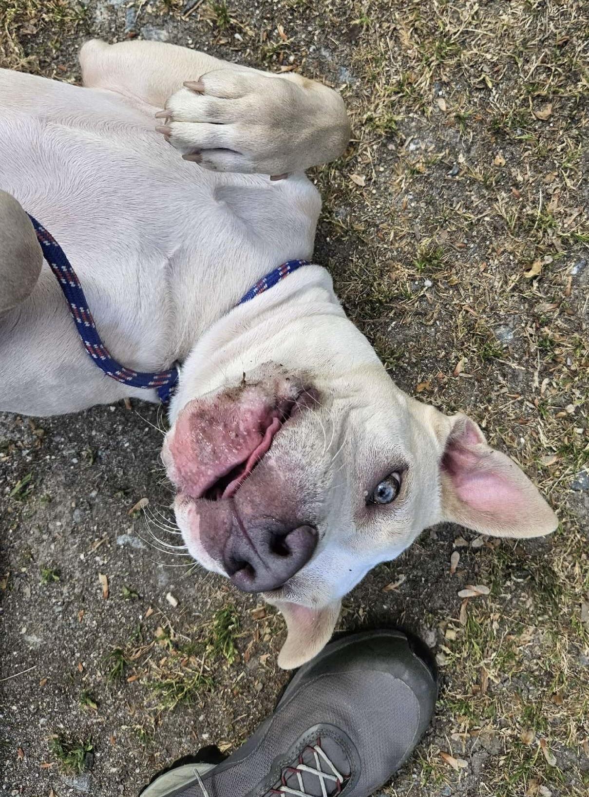 Sunshine, ADOPTABLE, Young Female Pit Bull Terrier & Mixed Breed.