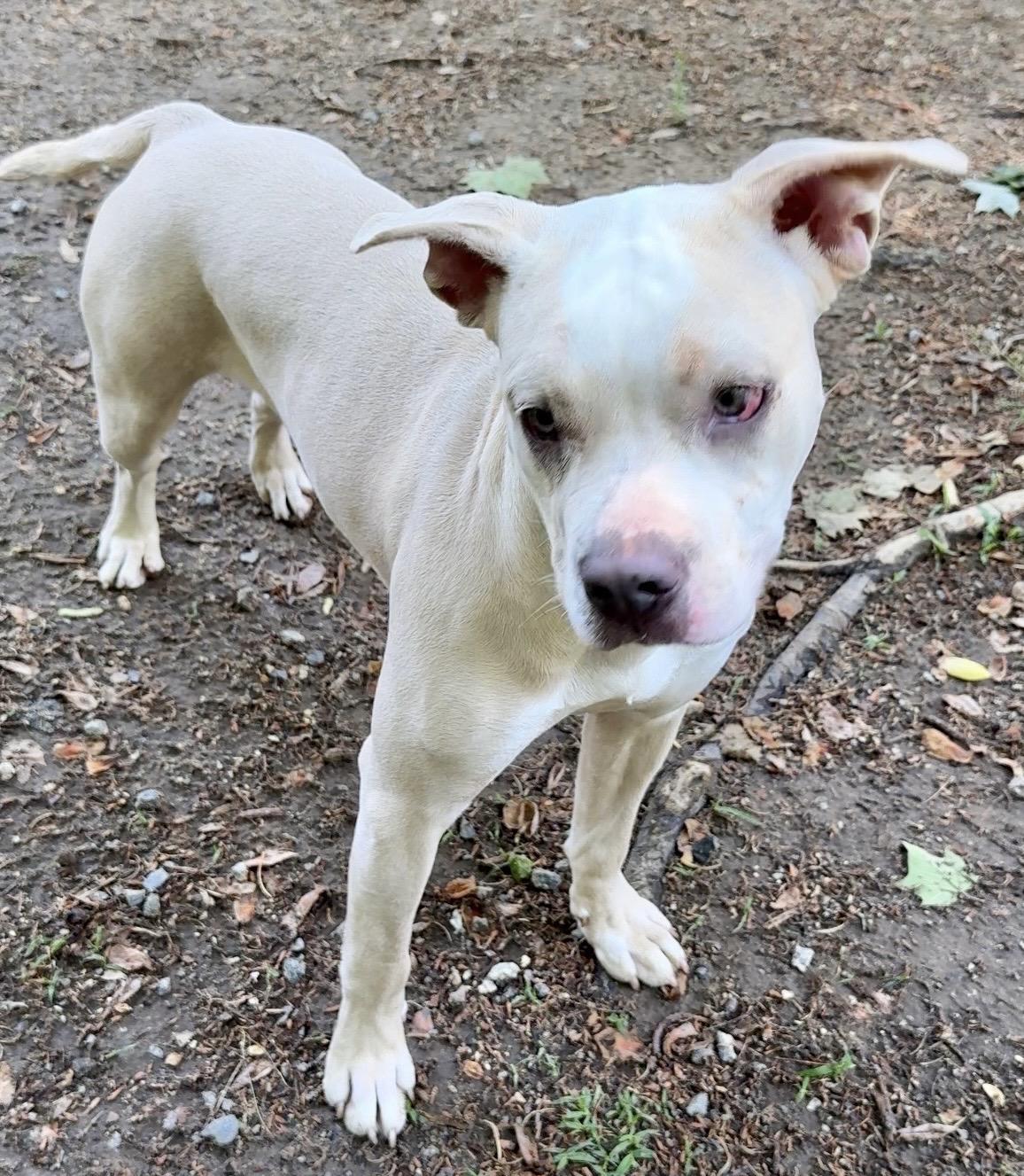 Sunshine, a ADOPTABLE mixed breed in Heathsville, VA image 5/6