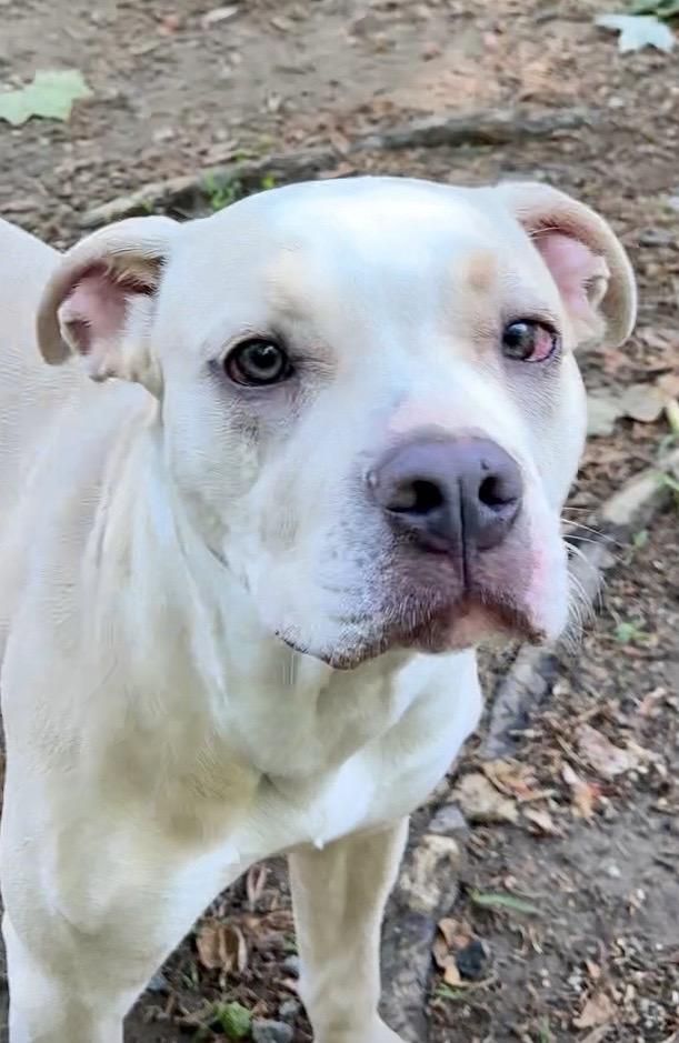 Sunshine, a ADOPTABLE mixed breed in Heathsville, VA image 2/6