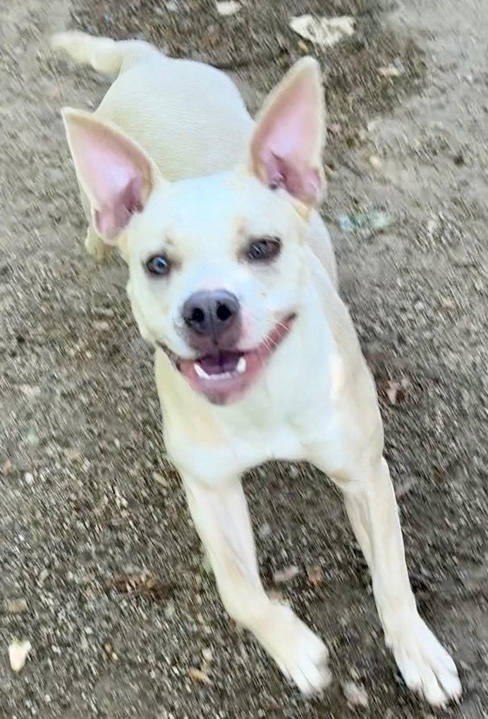 Sunshine, a ADOPTABLE mixed breed in Heathsville, VA image 3/6