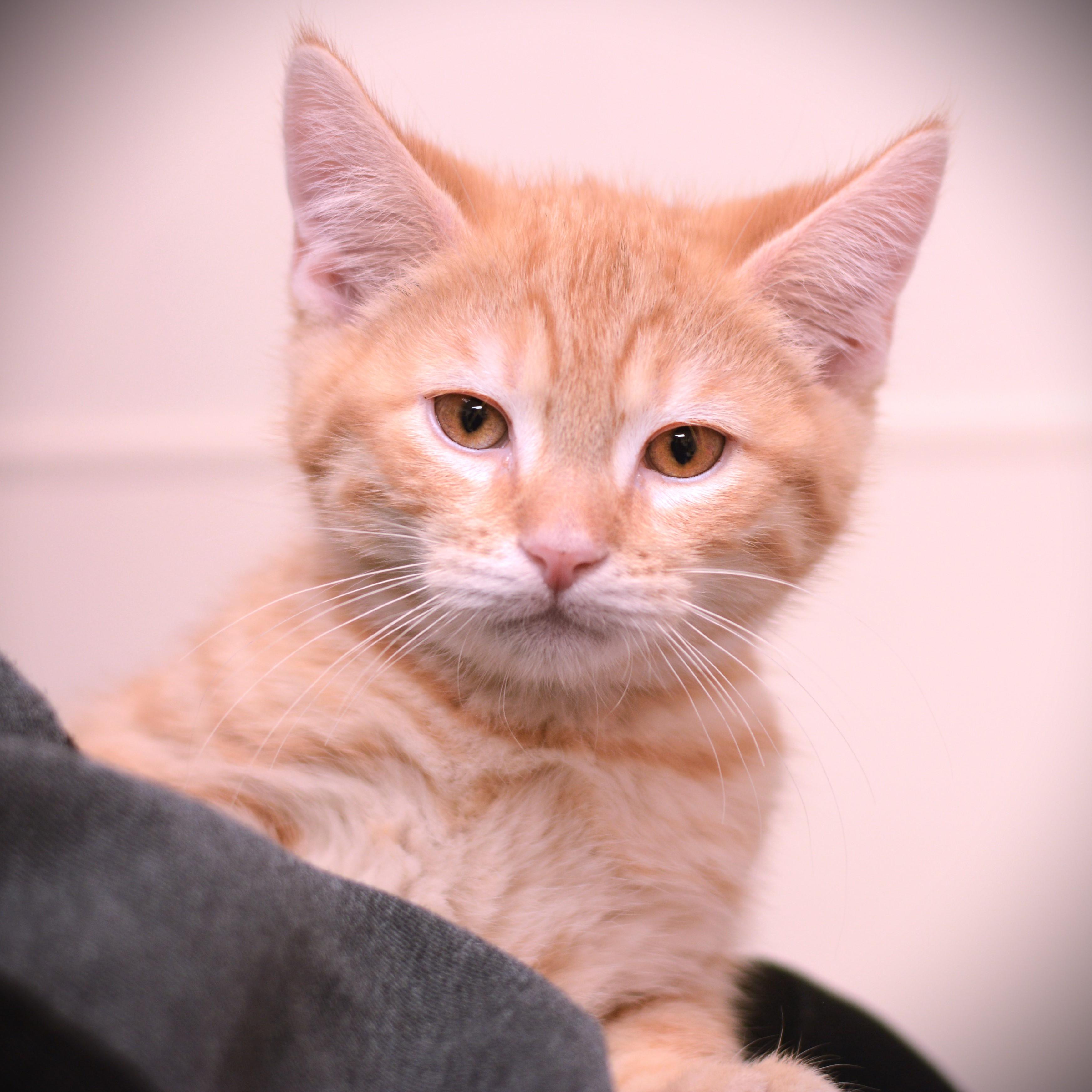 Enlarge Mango, an adopted Domestic Short Hair in Amsterdam, NY image 1/1