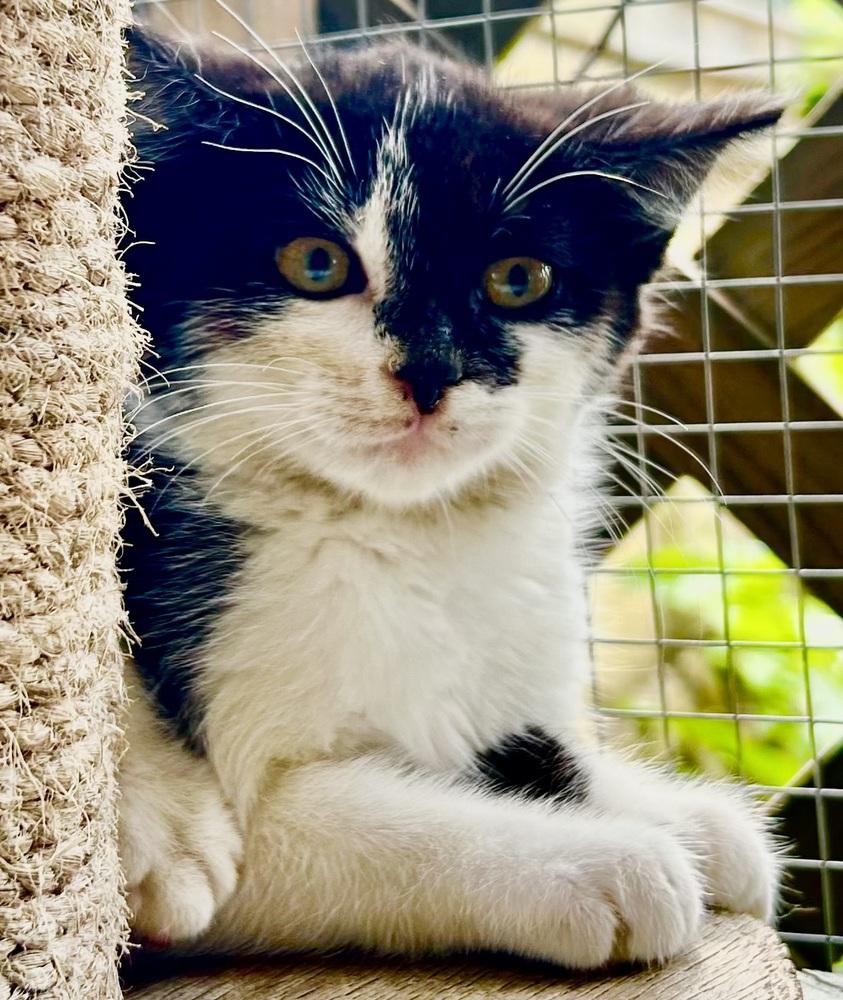 Peppa, Adoptable, Kitten Female Domestic Short Hair.