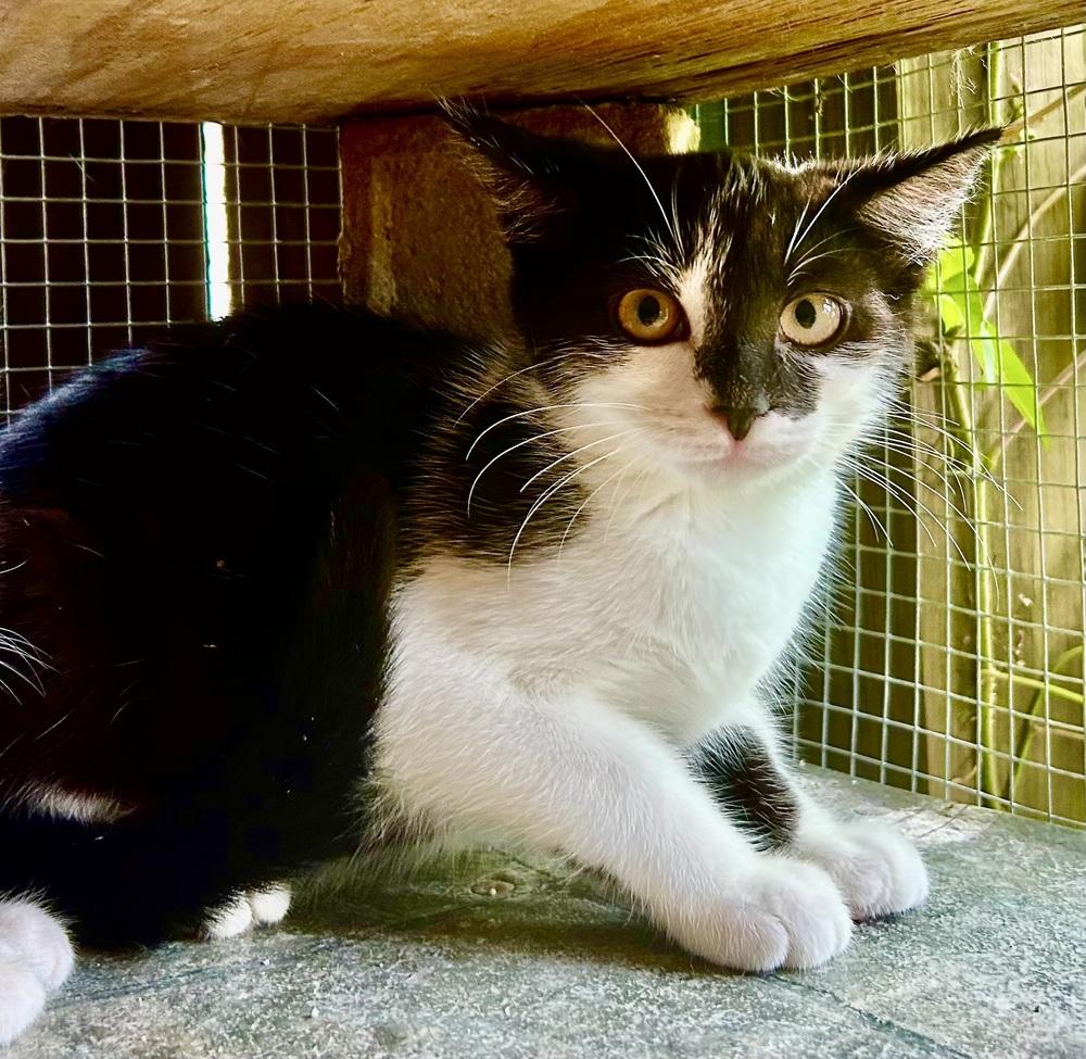 Enlarge Peppa, a Adoptable mixed breed in Franklin, WV image 2/3