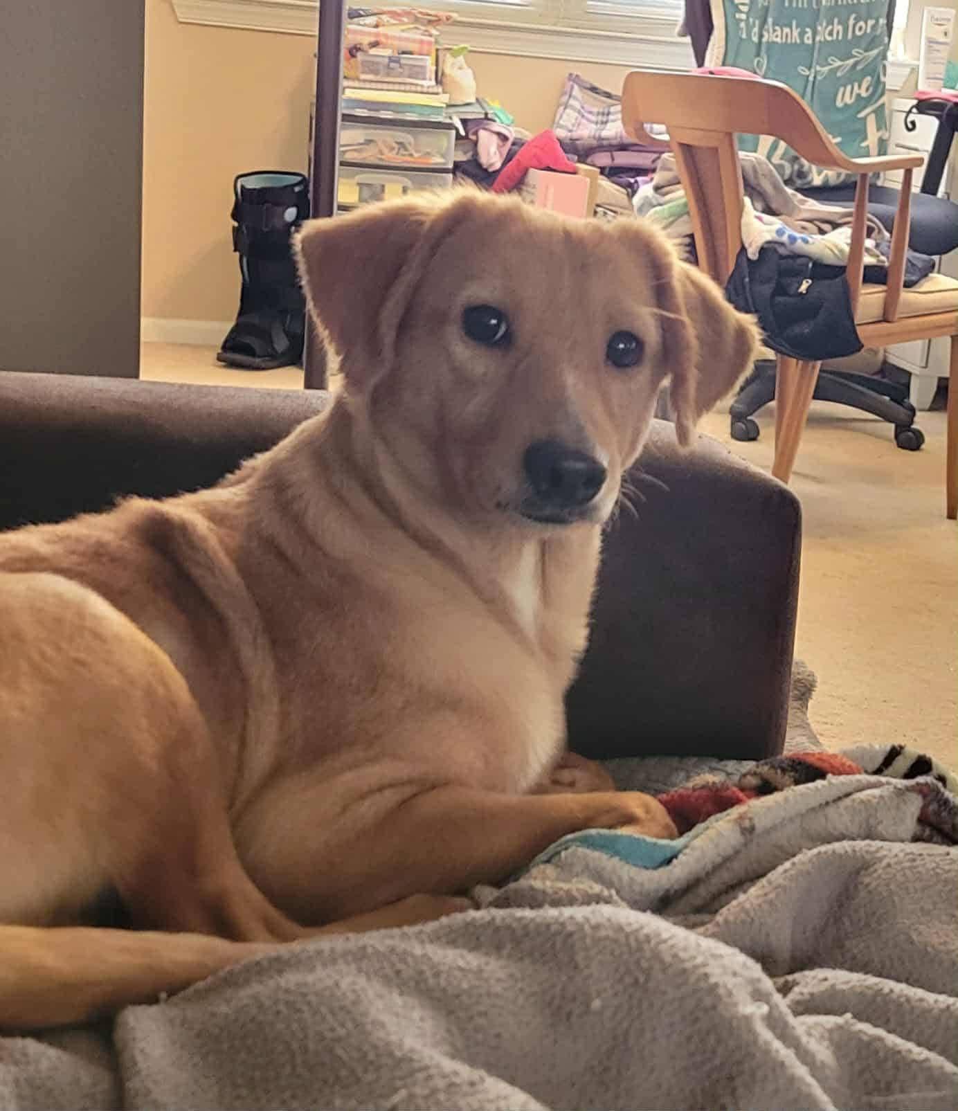 Enlarge Clovis, a ADOPTABLE mixed breed in Souderton, PA image 2/3