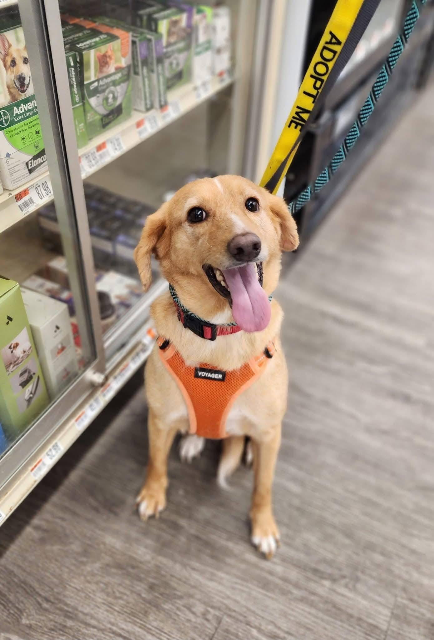 Clovis, ADOPTABLE, Adult Female Labrador Retriever & Cattle Dog.