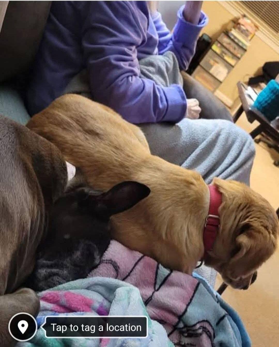 Enlarge Clovis, a ADOPTABLE mixed breed in Souderton, PA image 3/3