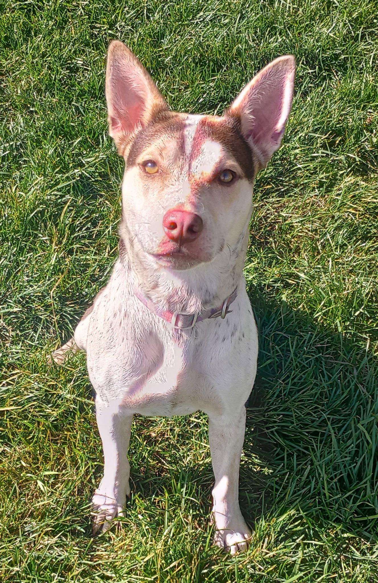 Enlarge Gypsy, a Adoptable Terrier in Polson, MT image 1/3