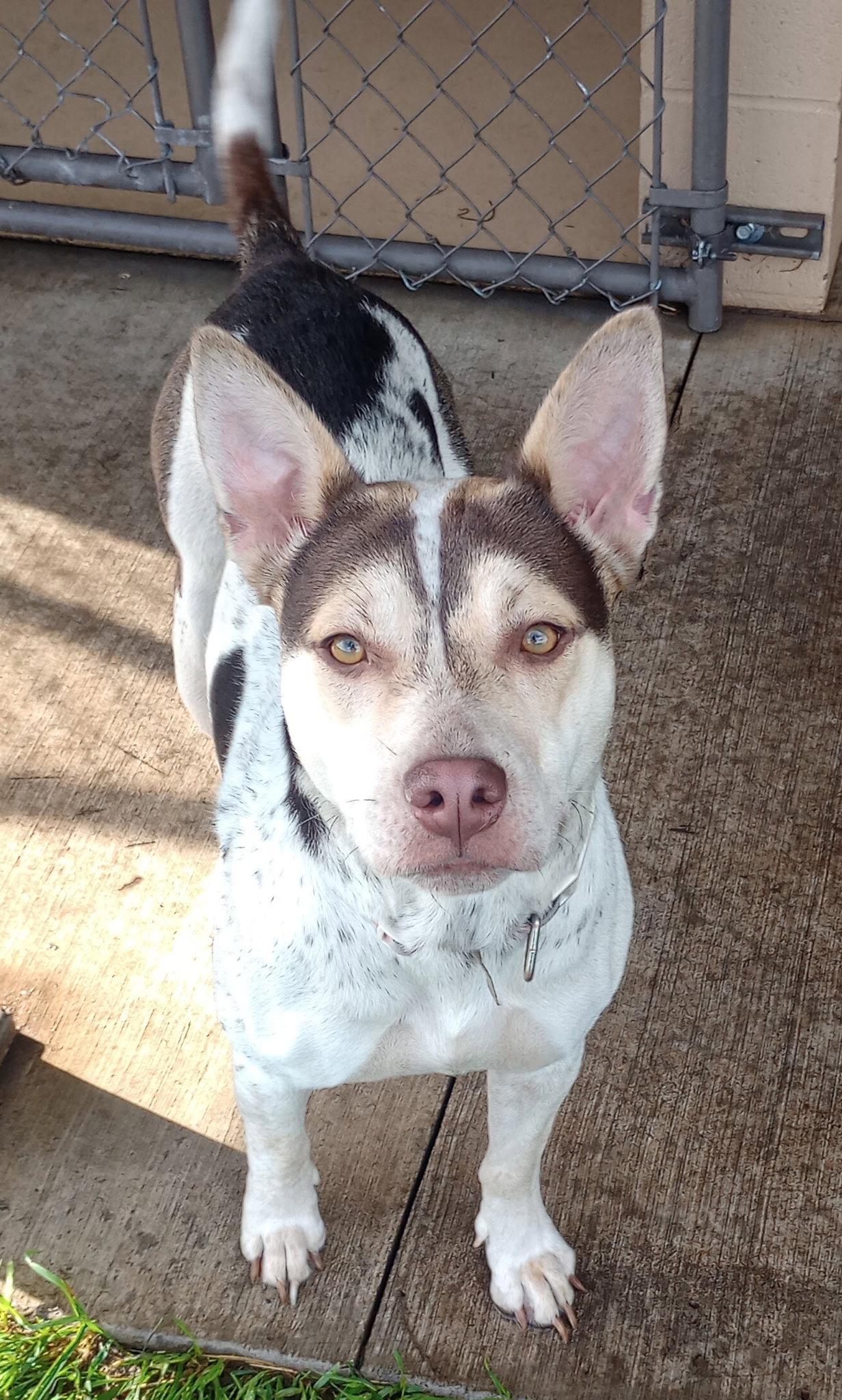 Enlarge Gypsy, a Adoptable Terrier in Polson, MT image 2/3