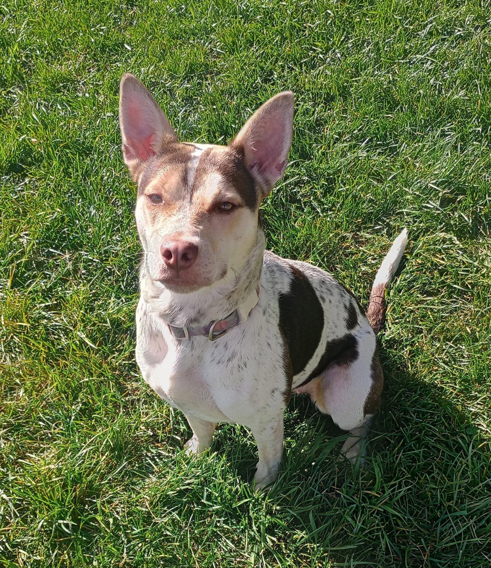 Enlarge Gypsy, a Adoptable Terrier in Polson, MT image 3/3