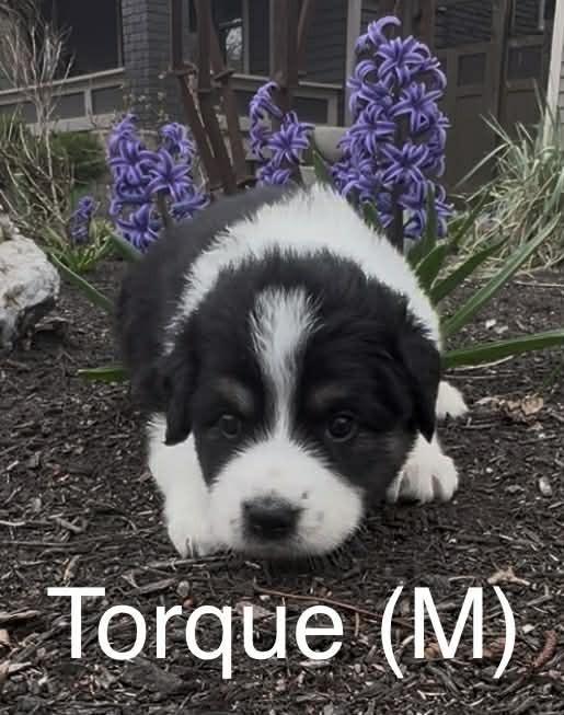 Enlarge Torque (Truck Litter), a Adoptable Australian Shepherd in New Albany, OH image 1/1