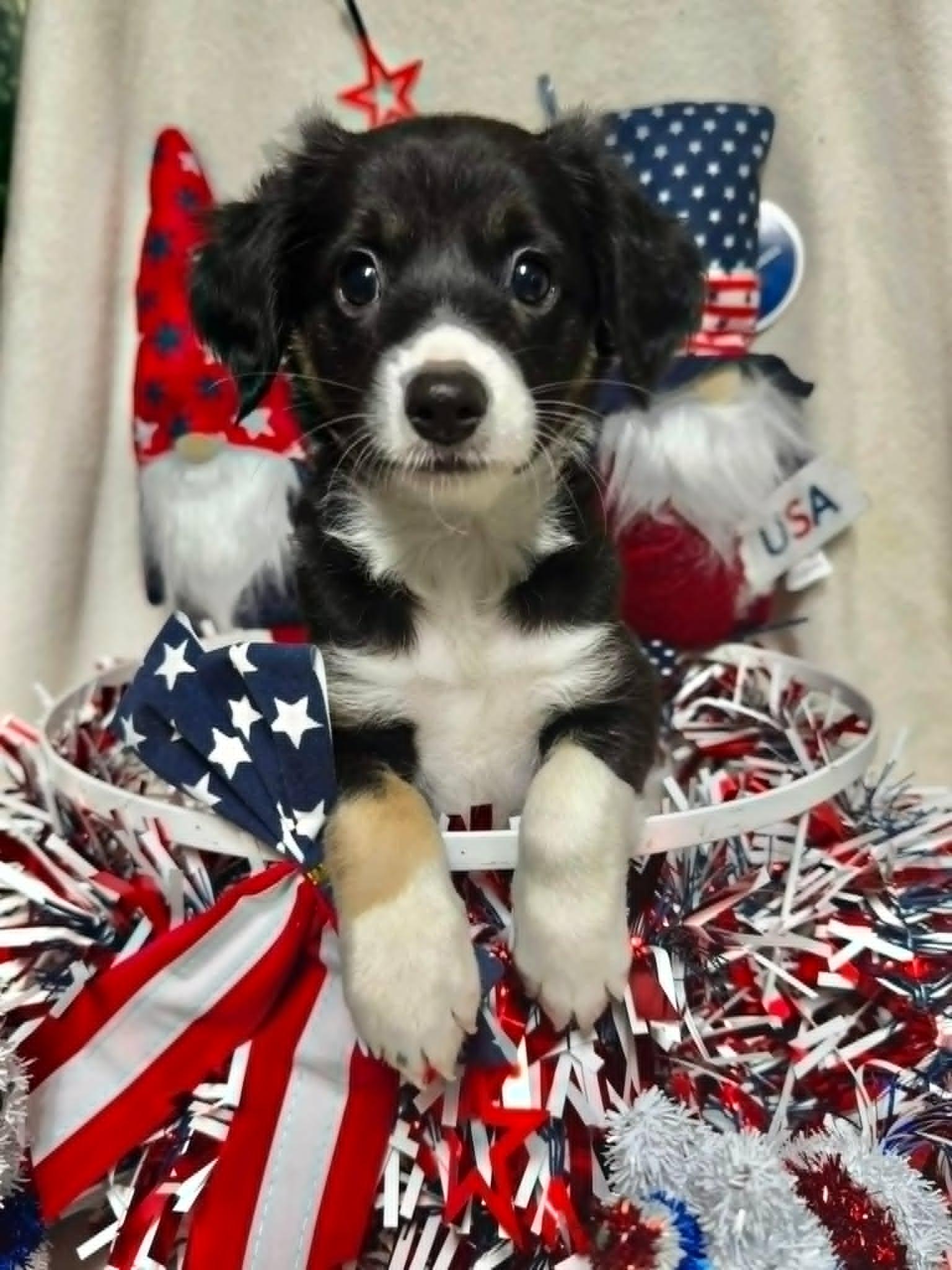 Butterball, an adopted mixed breed in Groton, CT image 1/3