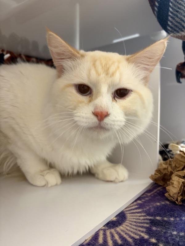 Enlarge Simon, a Adoptable mixed breed in Great Falls, MT image 1/1