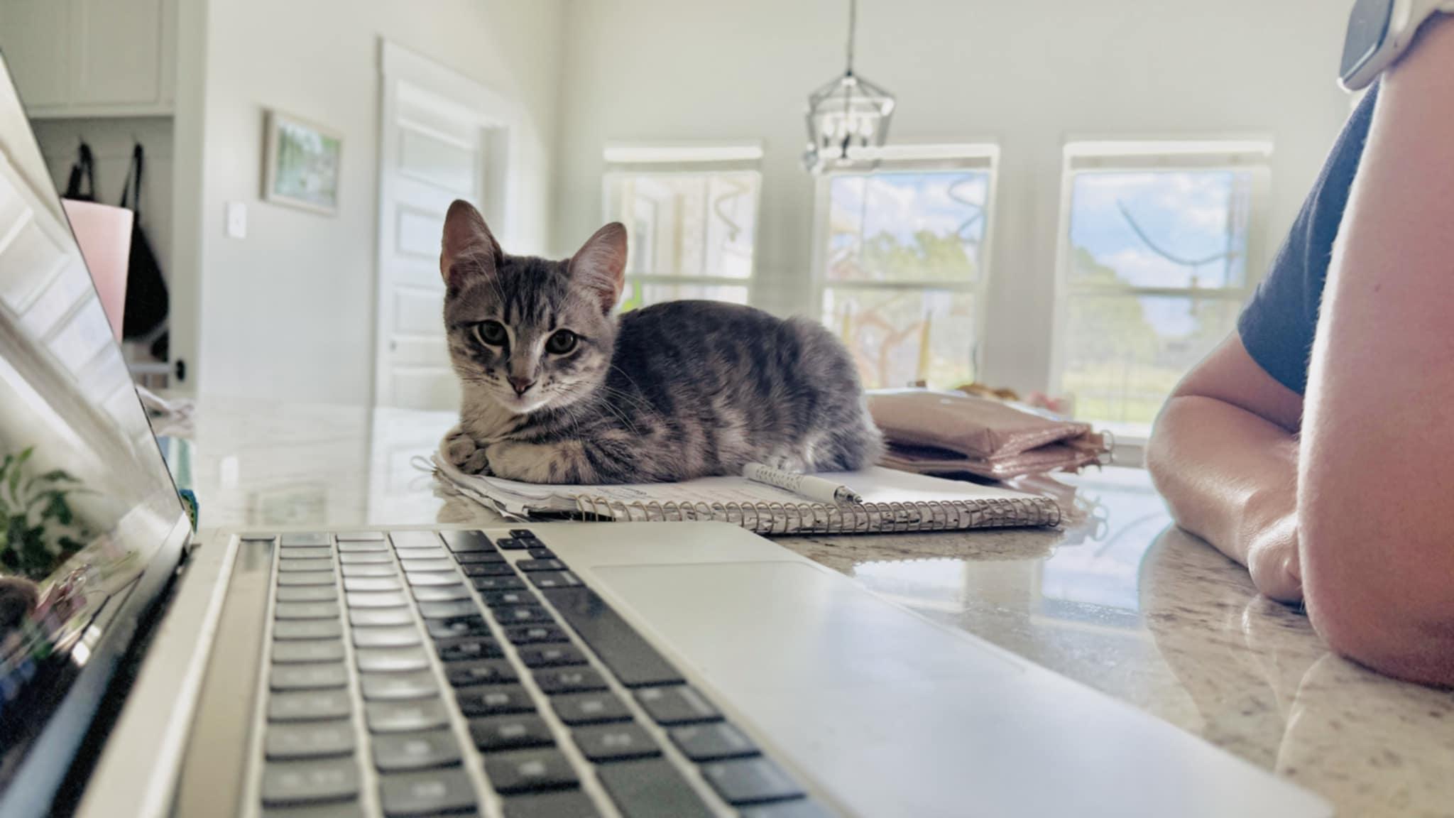 Chip, a Adoptable Domestic Short Hair in Greenville, TX image 2/3