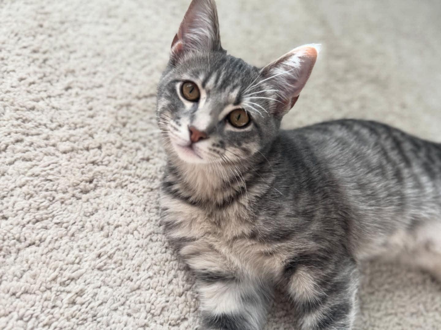 Chip, Adoptable, Kitten Female Domestic Short Hair.