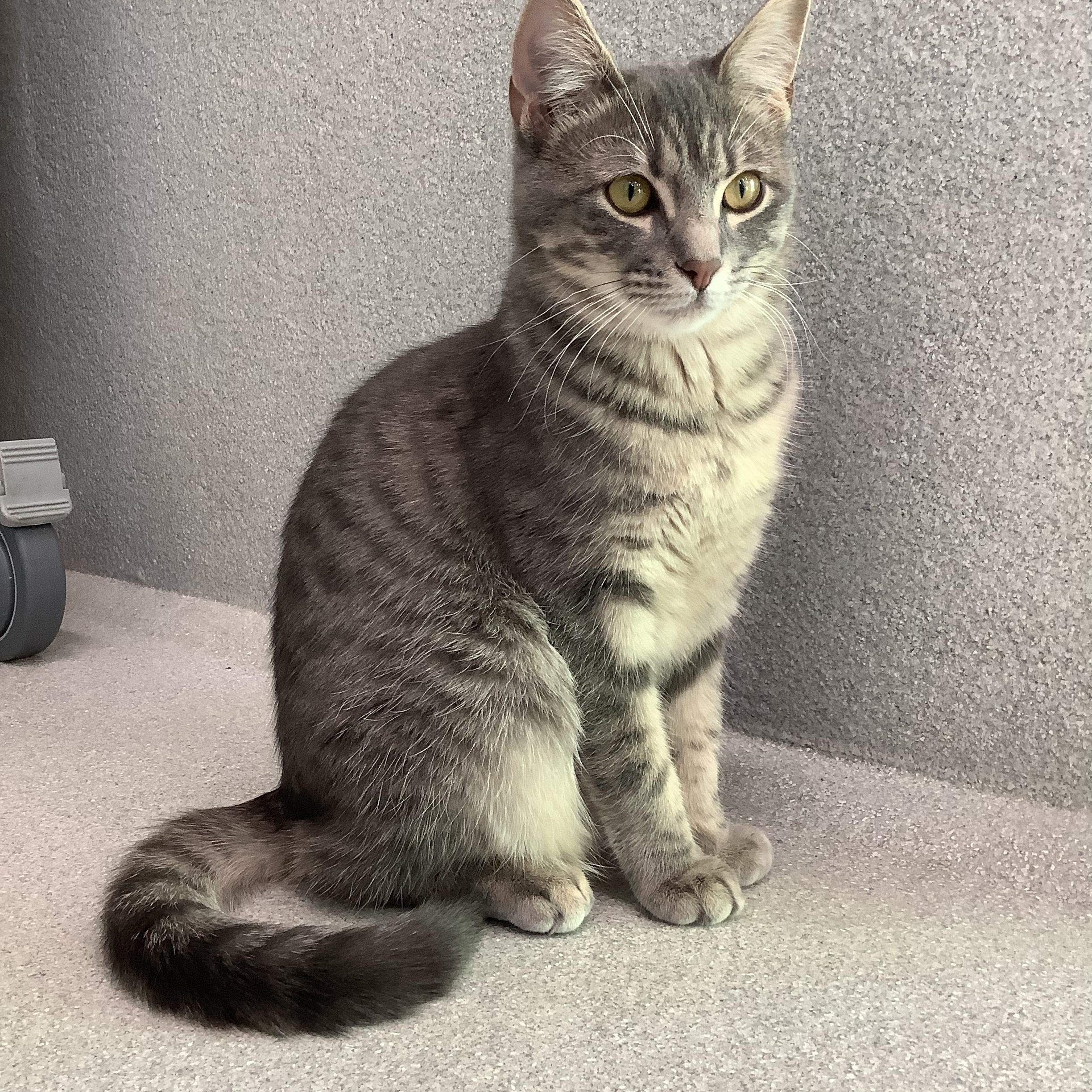 Enlarge Chip, a Adoptable Domestic Short Hair in Greenville, TX image 2/3