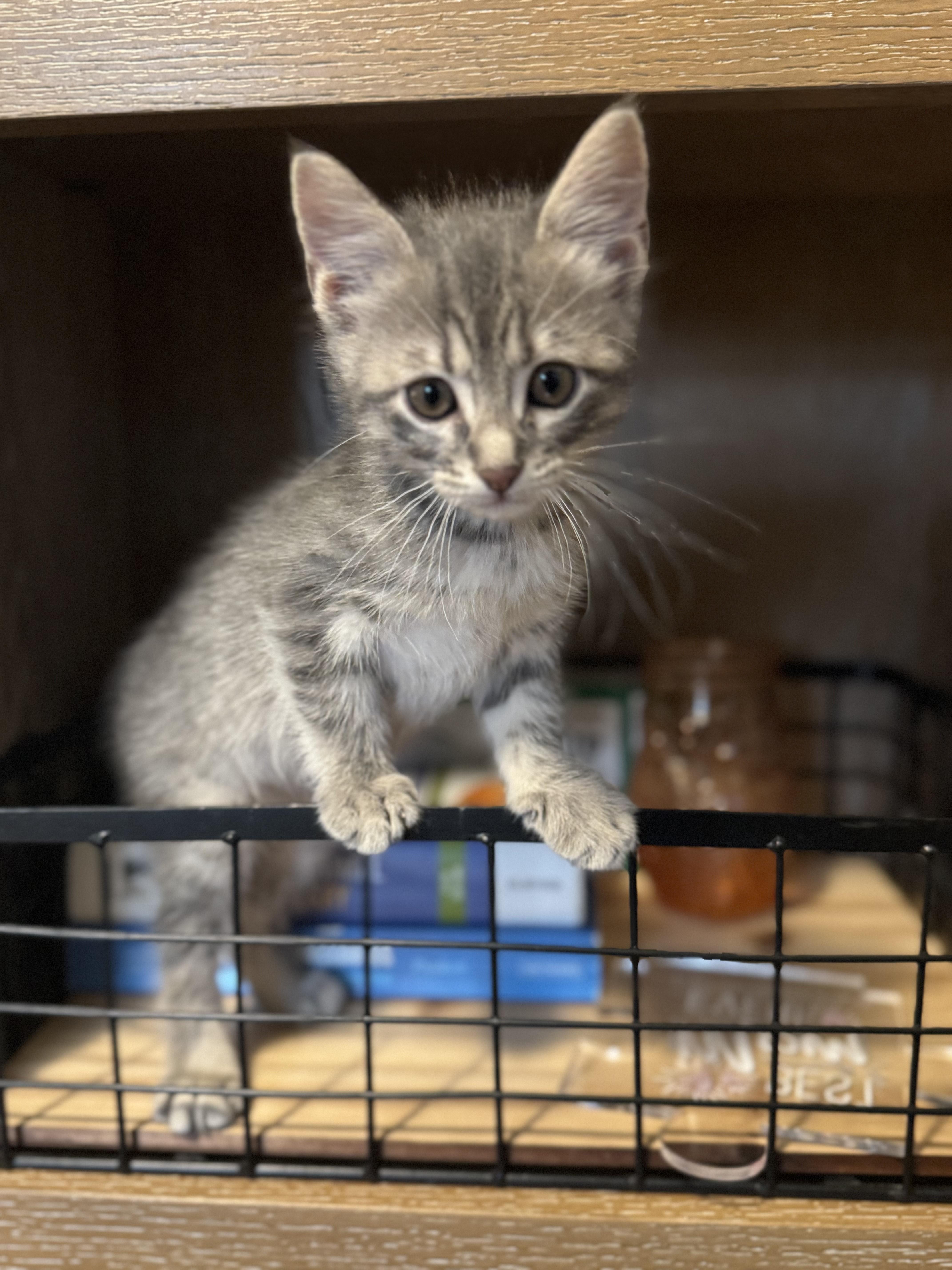 Chip, Adoptable, Kitten Female Domestic Short Hair.