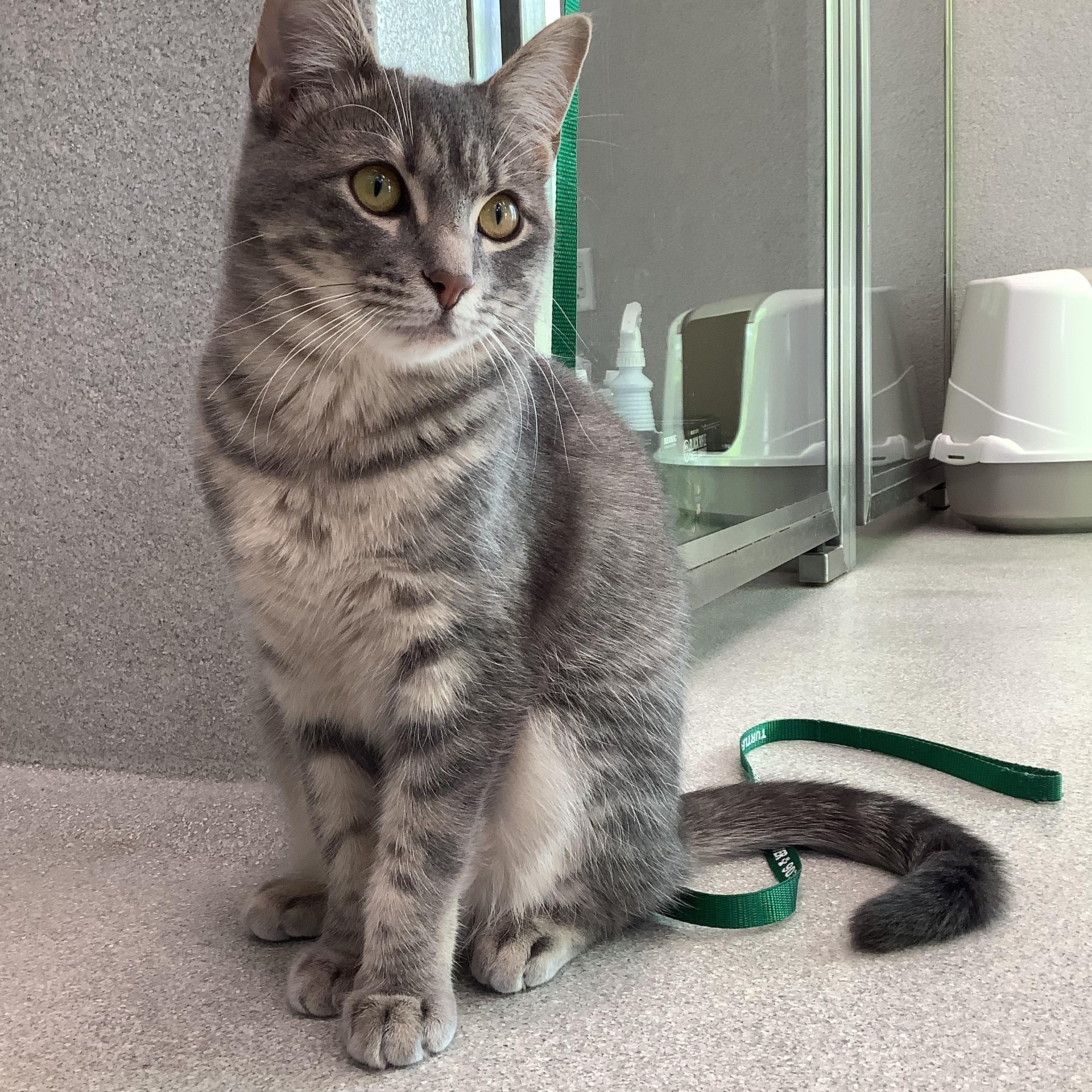 Enlarge Chip, a Adoptable Domestic Short Hair in Greenville, TX image 3/3