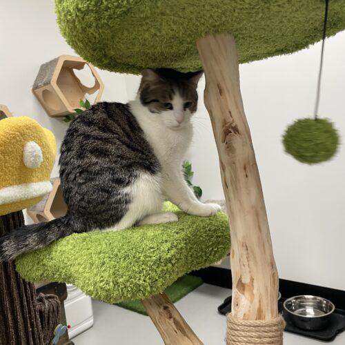 Peep, adopted, Young Female Domestic Short Hair & Tabby.