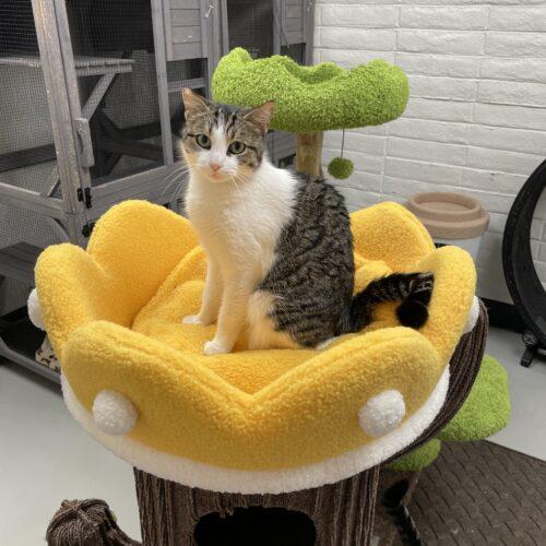 Enlarge Peep, an adopted mixed breed in Visalia, CA image 2/5