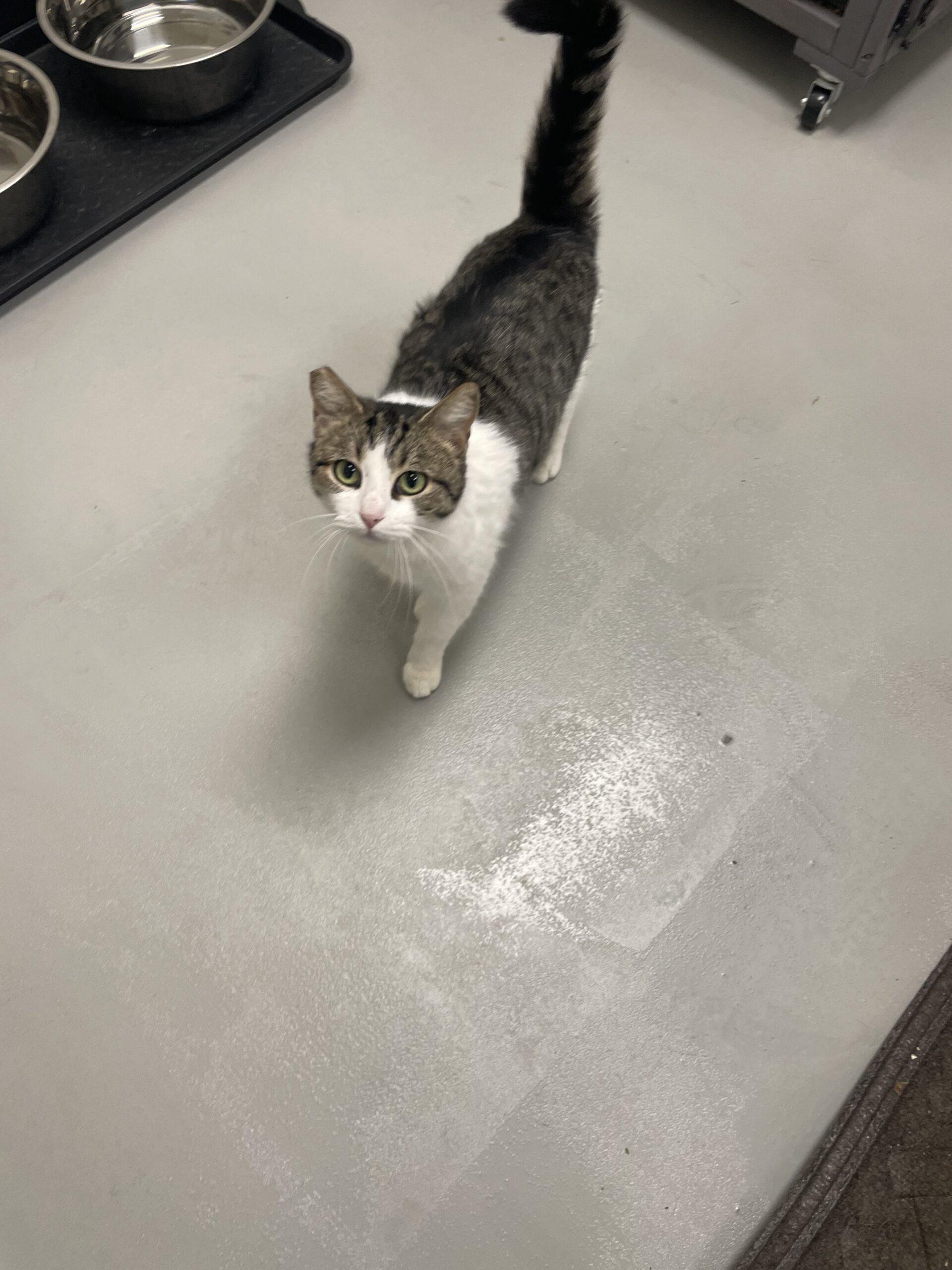 Peep, an adopted mixed breed in Visalia, CA image 2/4