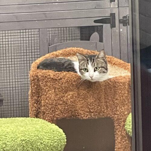 Peep, an adopted mixed breed in Visalia, CA image 3/4