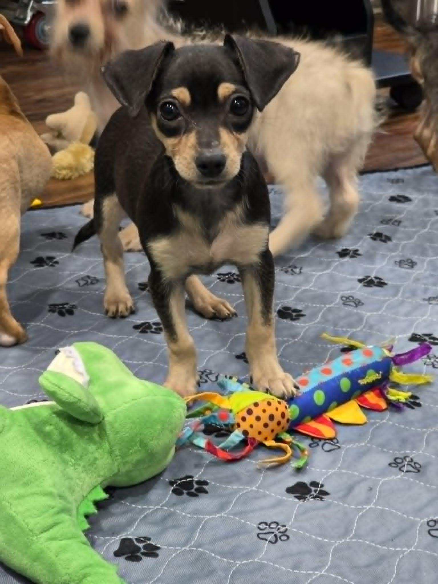 TIZZY, a ADOPTABLE mixed breed in Aurora, CO image 4/5