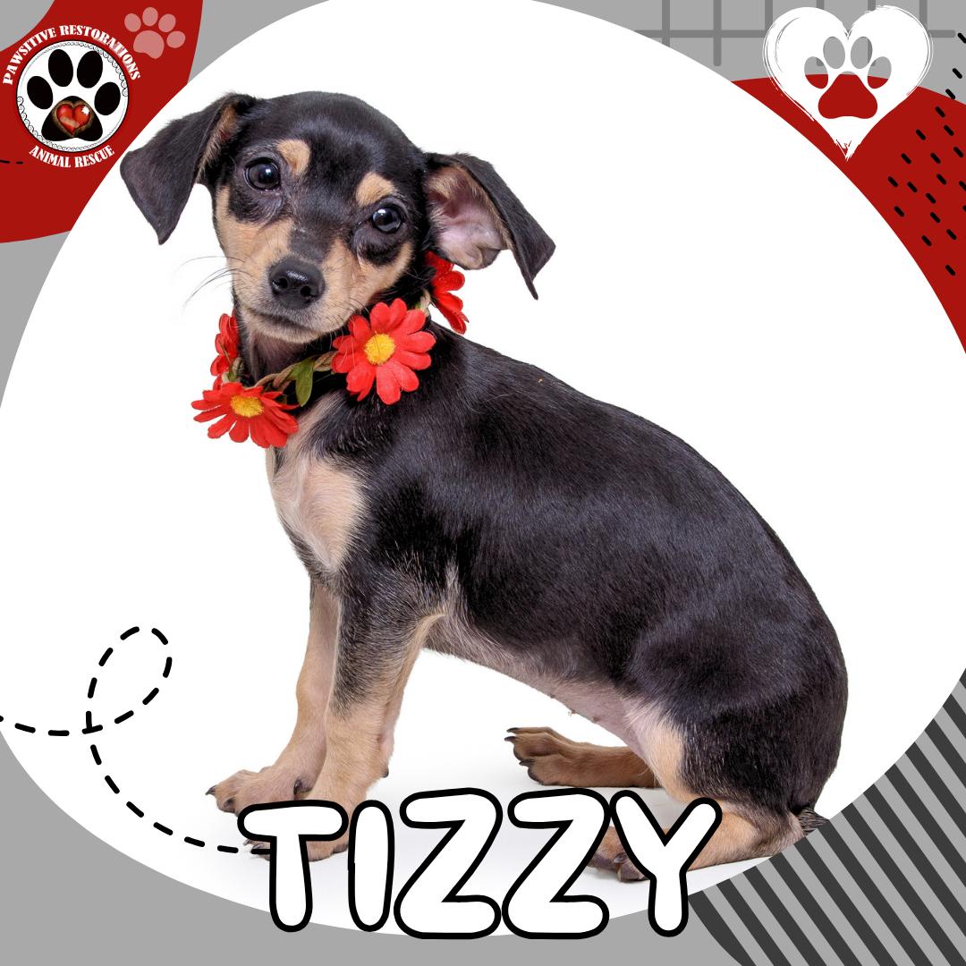 TIZZY, ADOPTABLE, Puppy Female Dachshund & Chihuahua.
