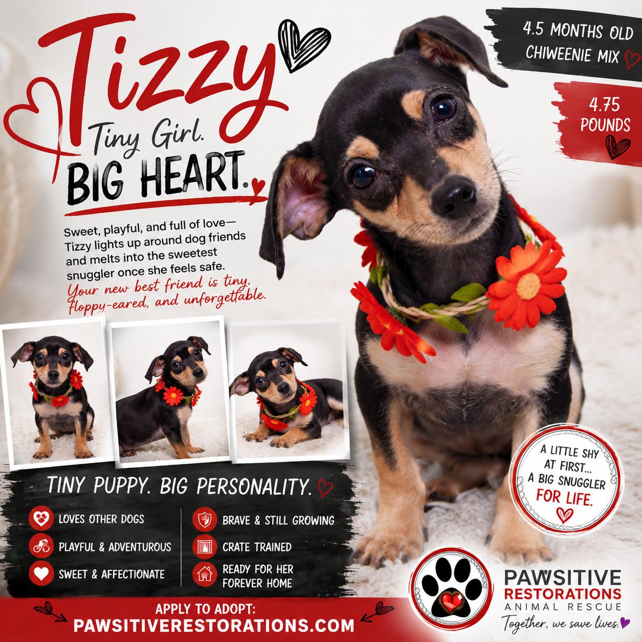 TIZZY, a ADOPTABLE mixed breed in Aurora, CO image 3/5