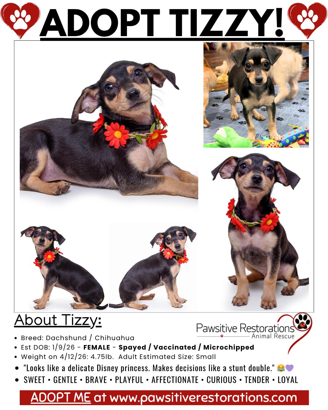 TIZZY, a ADOPTABLE mixed breed in Aurora, CO image 2/5