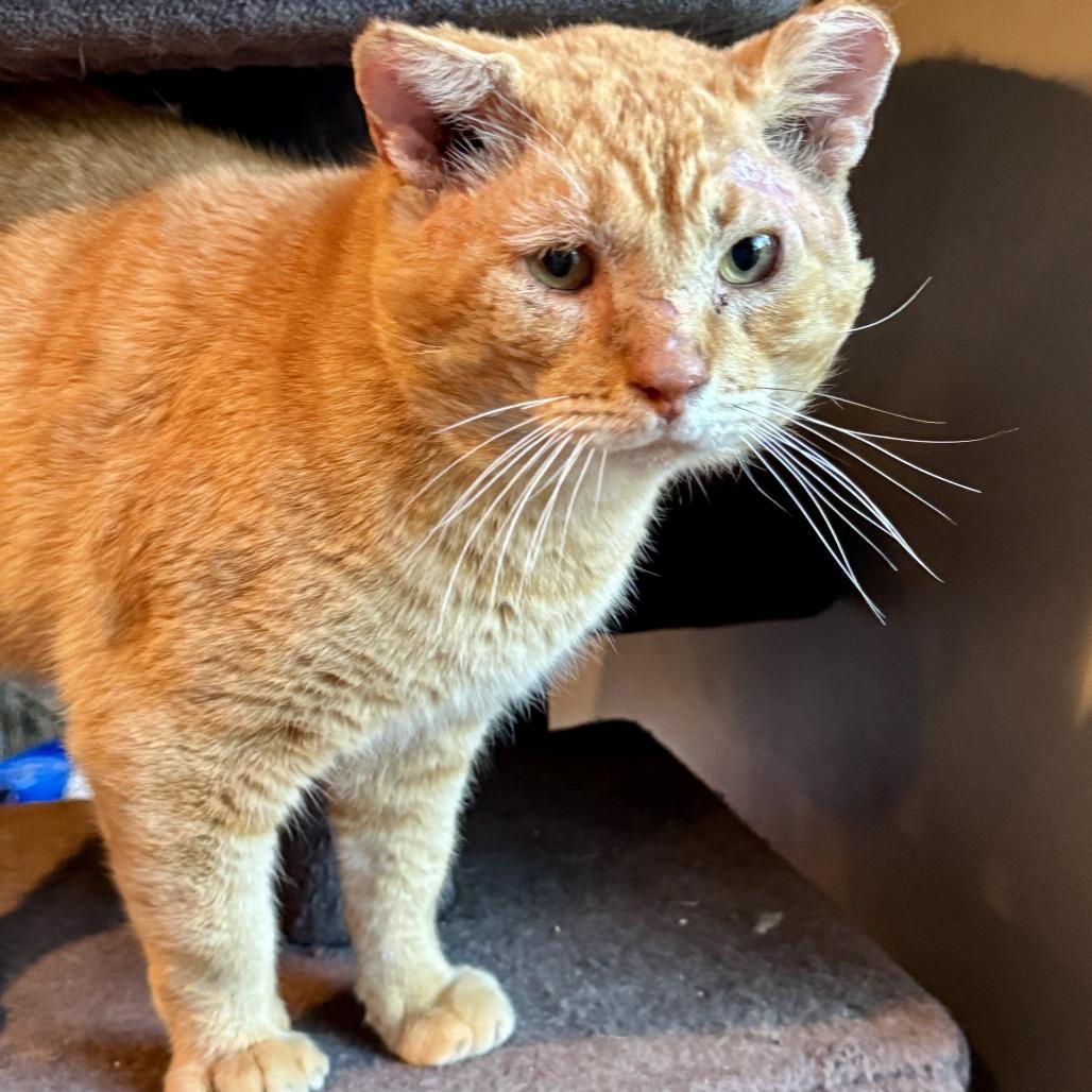 Garfield, Adoptable, Adult Male Domestic Short Hair.