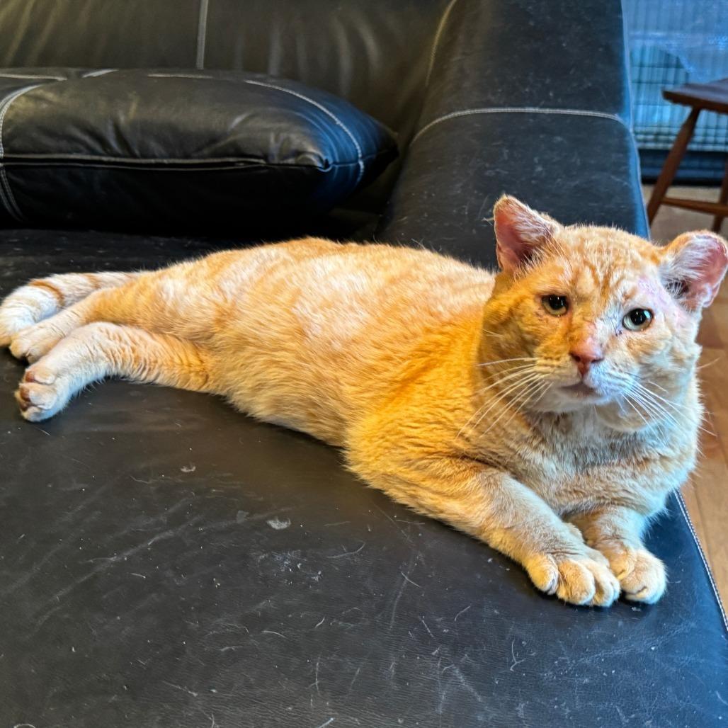 Enlarge Garfield, a Adoptable Domestic Short Hair in Richmond, VA image 2/6