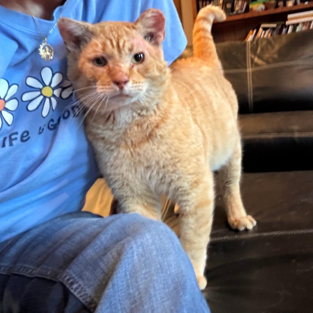 Enlarge Garfield, a Adoptable Domestic Short Hair in Richmond, VA image 3/6