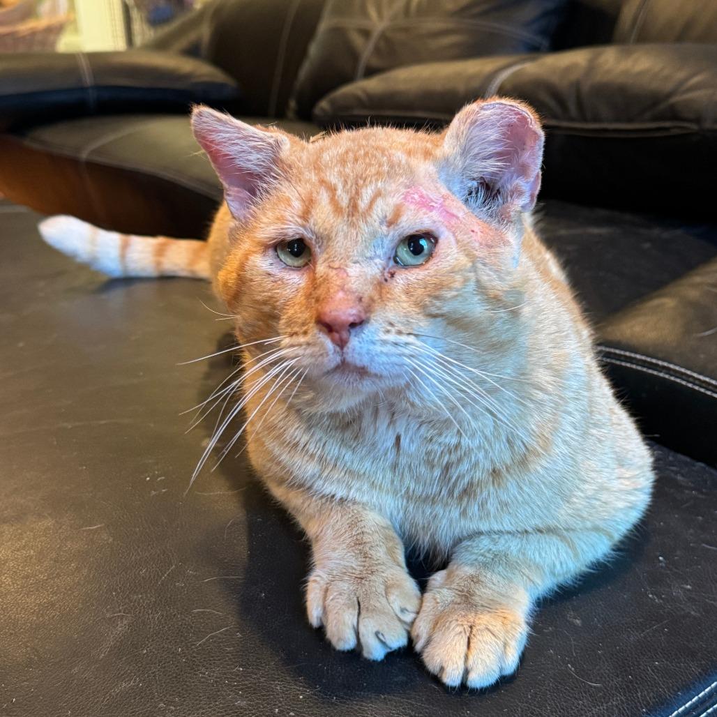 Enlarge Garfield, a Adoptable Domestic Short Hair in Richmond, VA image 4/6