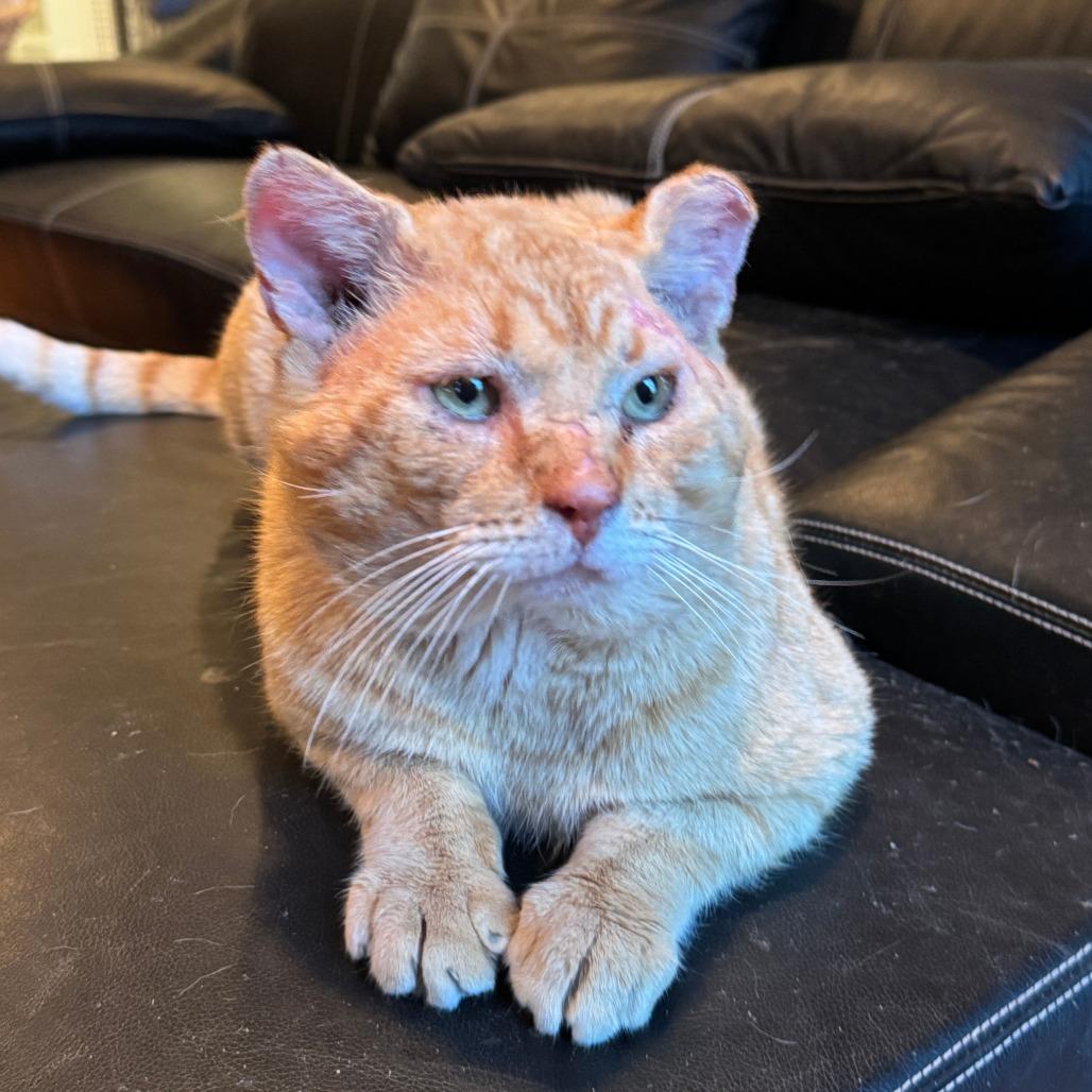 Enlarge Garfield, a Adoptable Domestic Short Hair in Richmond, VA image 5/6