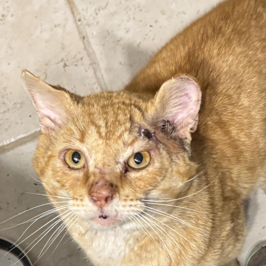 Enlarge Garfield, a Adoptable Domestic Short Hair in Richmond, VA image 6/6