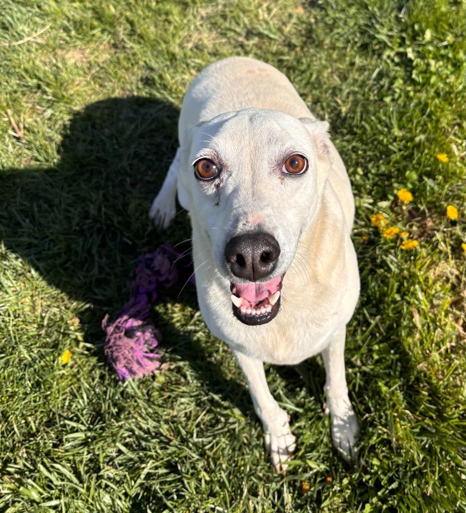 Buddy, Adoptable, Adult Male Hound & Labrador Retriever.