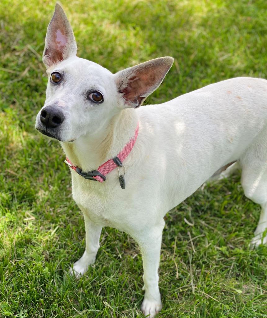 Enlarge Buddy, a Adoptable mixed breed in Decorah, IA image 2/2
