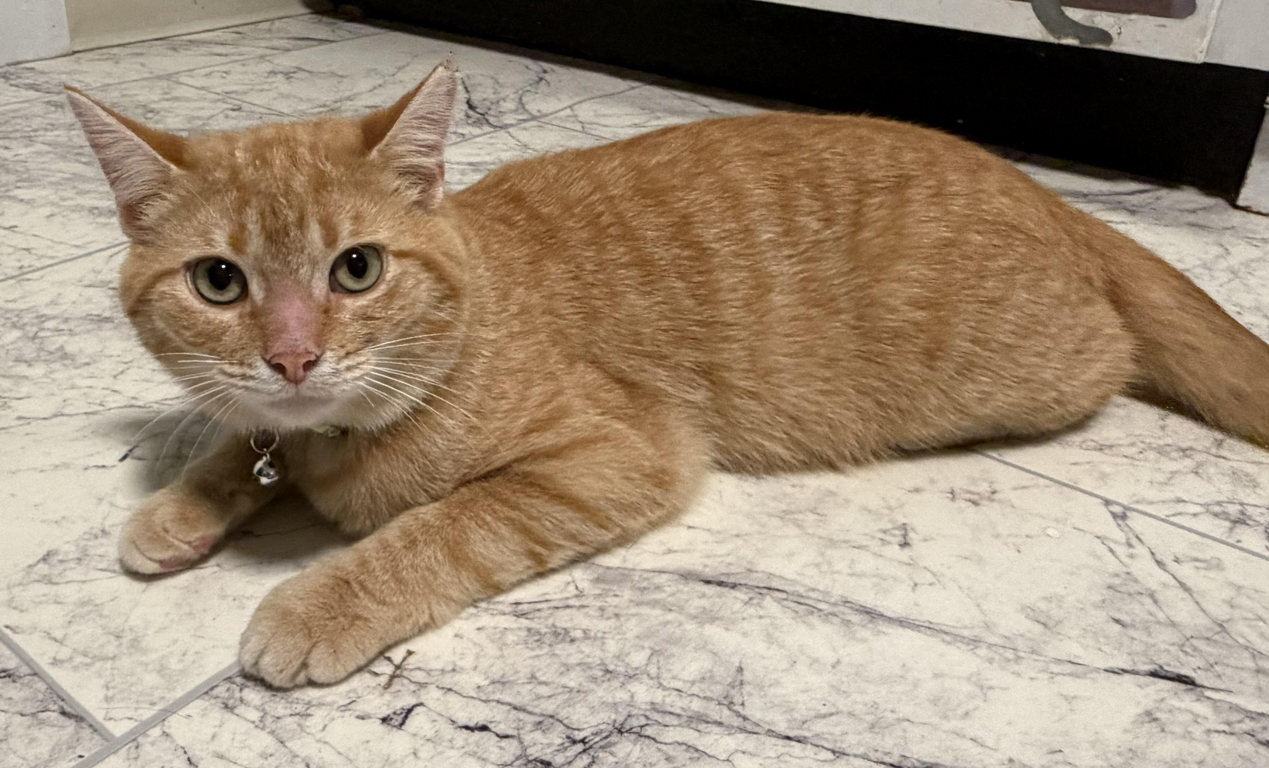 Enlarge Mango, an adopted Domestic Short Hair in Mount Sterling, KY image 3/6