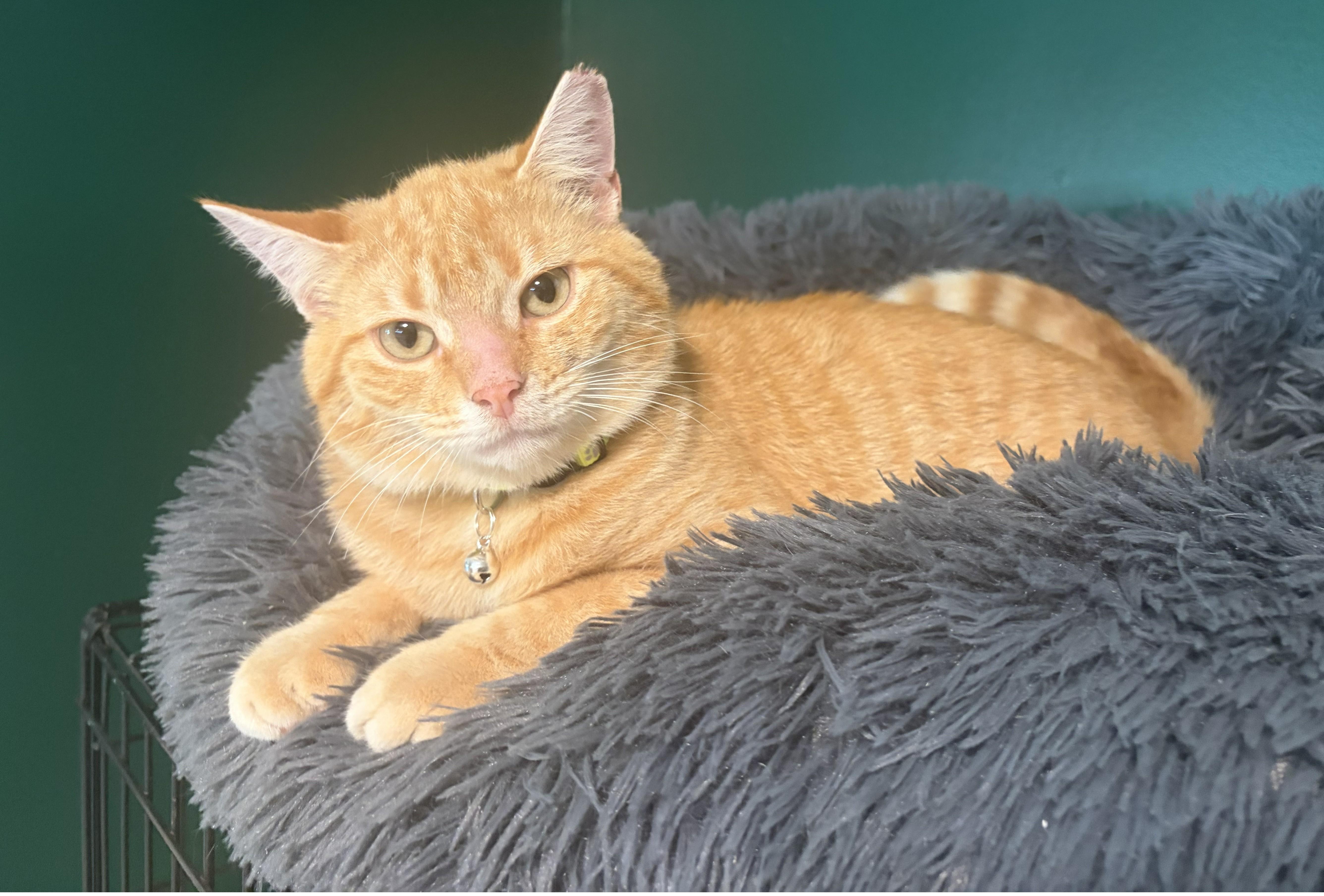 Enlarge Mango, an adopted Domestic Short Hair in Mount Sterling, KY image 2/6