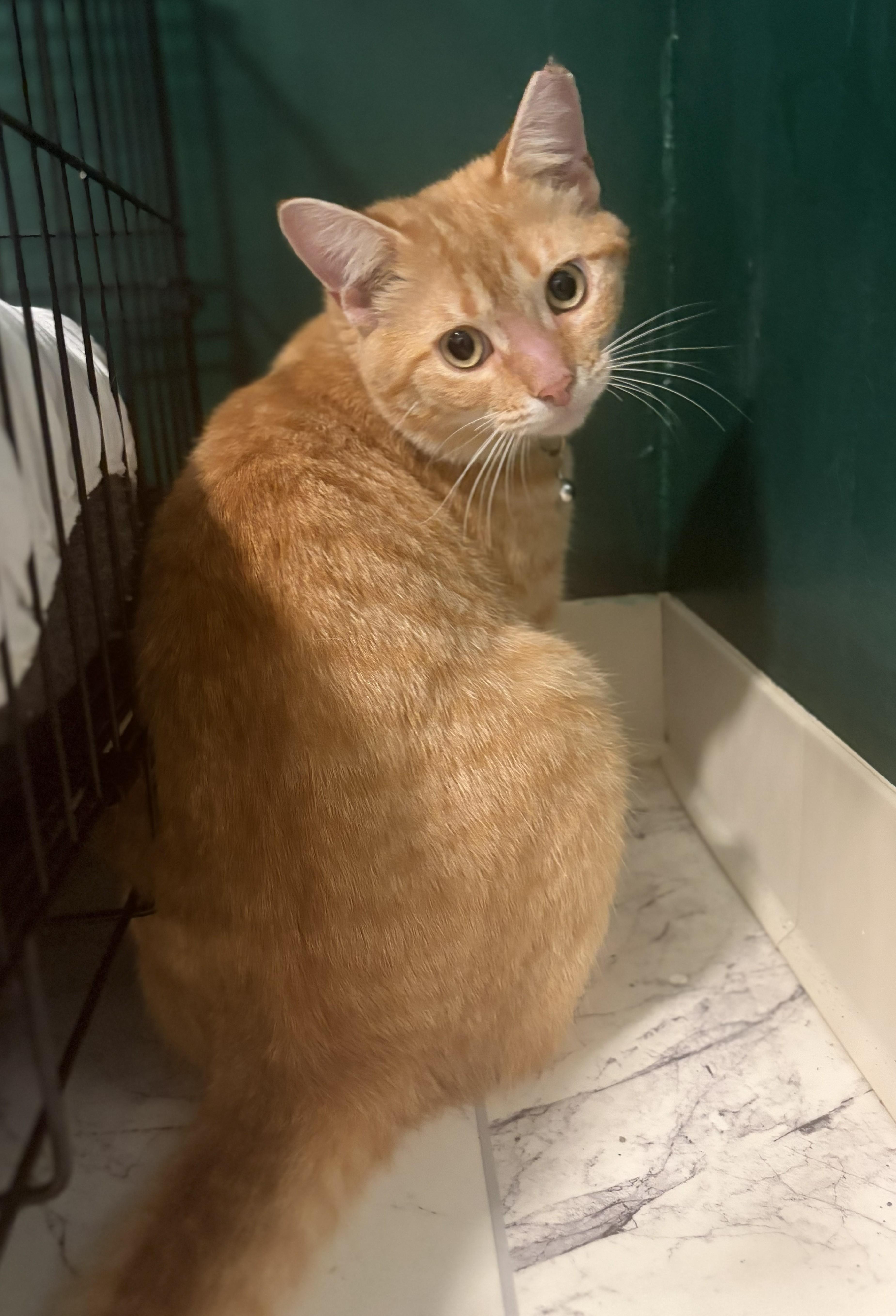 Enlarge Mango, an adopted Domestic Short Hair in Mount Sterling, KY image 6/6