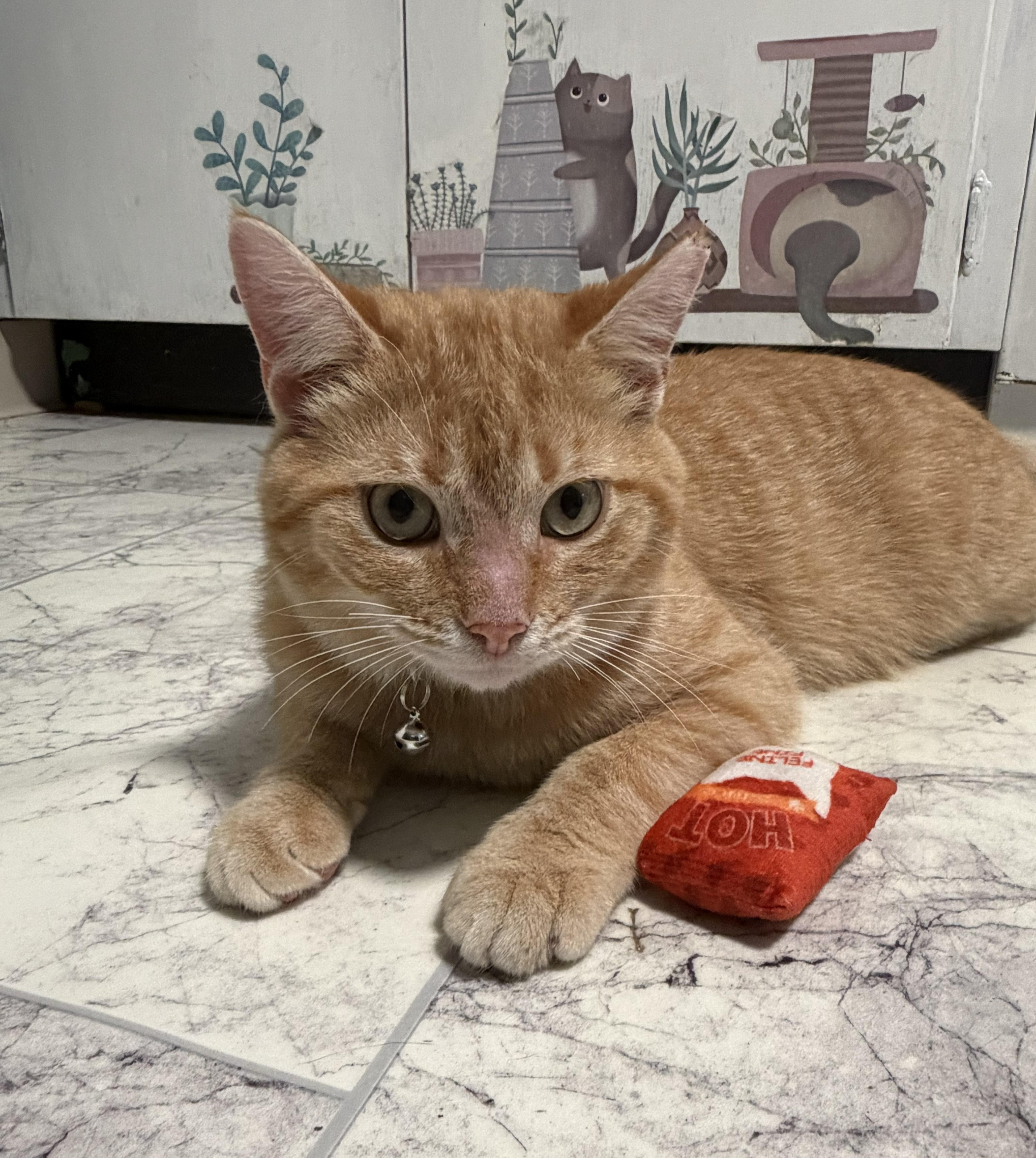 Enlarge Mango, an adopted Domestic Short Hair in Mount Sterling, KY image 4/6
