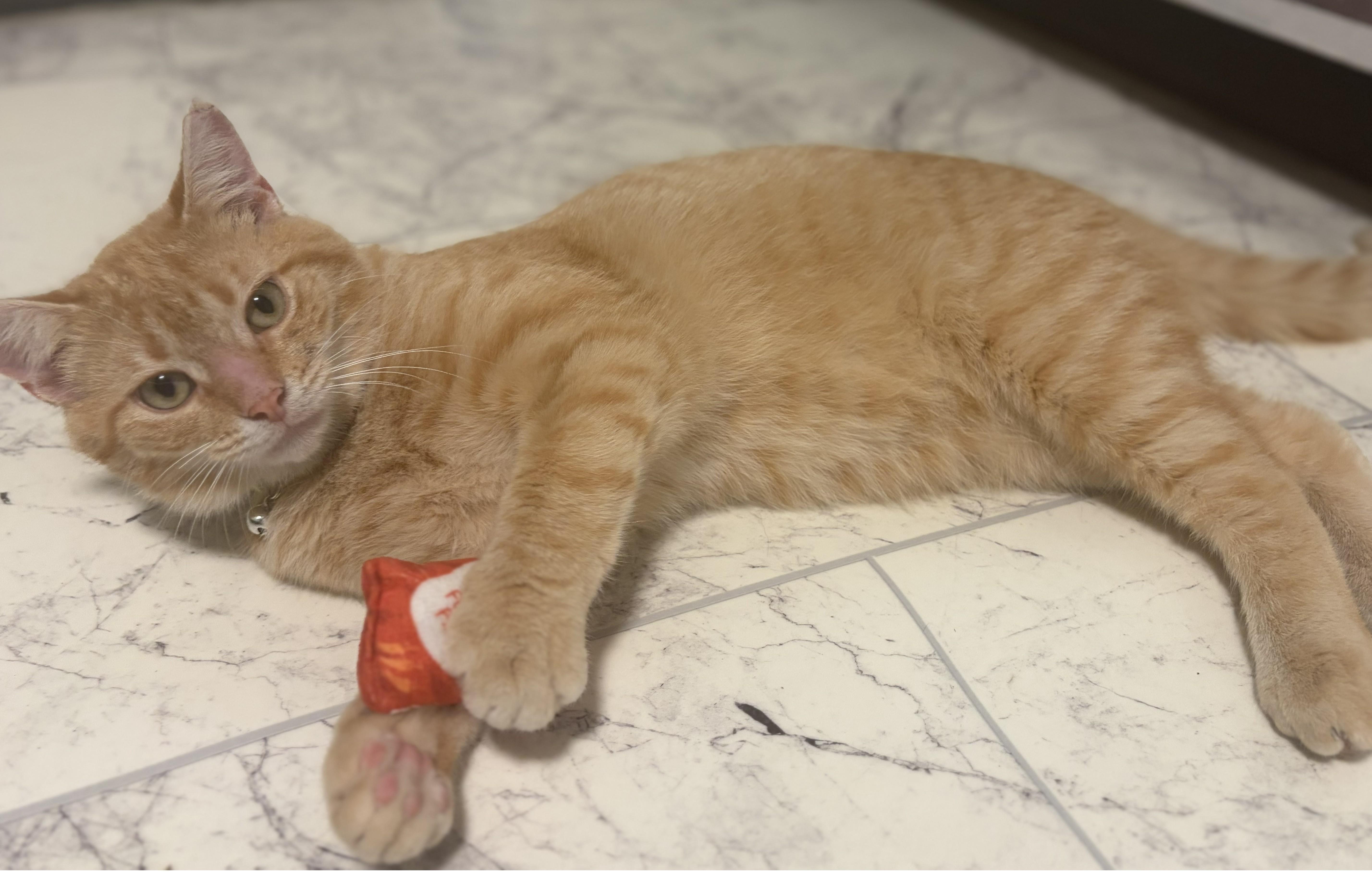Enlarge Mango, an adopted Domestic Short Hair in Mount Sterling, KY image 5/6
