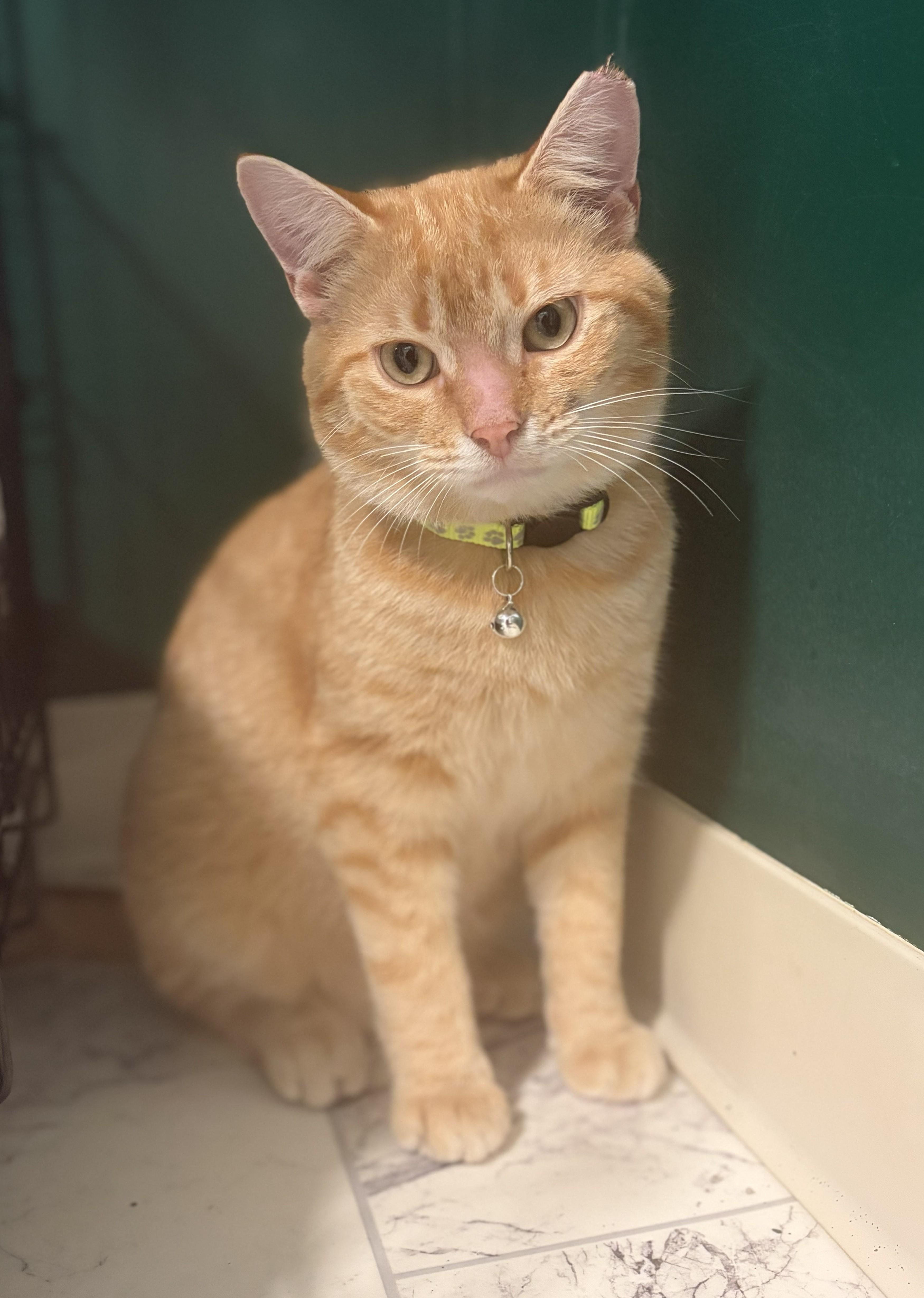Mango, ADOPTABLE, Young Male Domestic Short Hair.