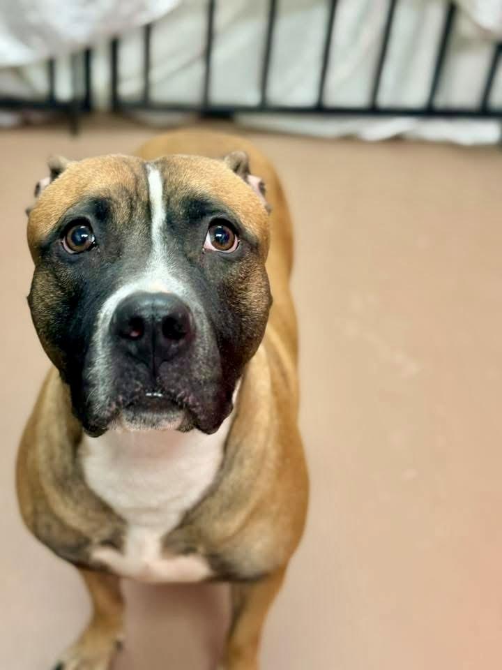 Enlarge Hannah, a ADOPTABLE Pit Bull Terrier in Chicago, IL image 1/5